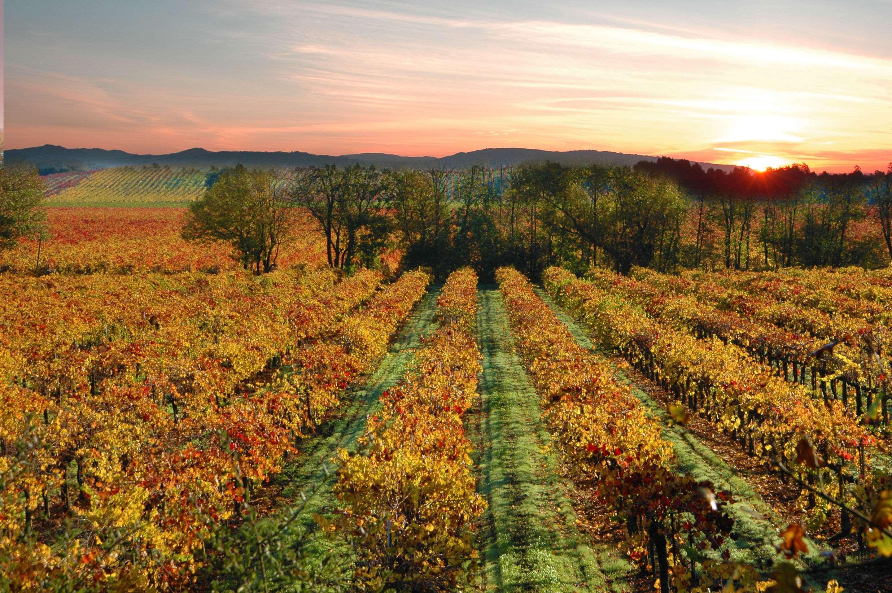 Centro Sonoma Wine Country, Tapestry Collection Hilton Rohnert Park